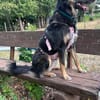 Lille - wundervolle Hundedame