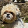 LOTTI