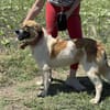 Mona sucht ihr Für-Immer-Zuhause