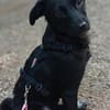 Netty, das zarte Hundemädchen