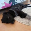 Netty, das zarte Hundemädchen