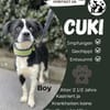 Cuki sucht sein Zuhause