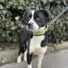 Cuki sucht sein Zuhause