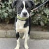 Cuki sucht sein Zuhause