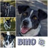 BINO -Kuschelbär sucht Herzenszuhause-