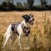 BINO -Kuschelbär sucht Herzenszuhause-