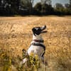 BINO -Kuschelbär sucht Herzenszuhause-