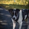 BINO -Kuschelbär sucht Herzenszuhause-
