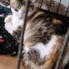 Zarte Romy sucht Ihr Glück