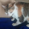 Zarte Romy sucht Ihr Glück