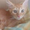 Kleiner Kater Julio möchte mit Dir die Welt entdecken