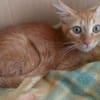 Kleiner Kater Julio möchte mit Dir die Welt entdecken