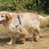 Setter-Mix Sebastian liebt Spaziergänge