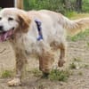 Setter-Mix Sebastian liebt Spaziergänge
