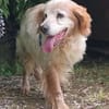 Setter-Mix Sebastian liebt Spaziergänge