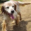 Setter-Mix Sebastian liebt Spaziergänge