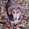 Brownie: nur als Zweithund