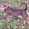 Brownie: nur als Zweithund