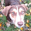 Brownie: nur als Zweithund