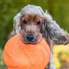 BENNY BUB - bildhübscher Cocker-Senior