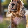BENNY BUB - bildhübscher Cocker-Senior
