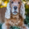 BENNY BUB - bildhübscher Cocker-Senior