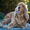 BENNY BUB - bildhübscher Cocker-Senior