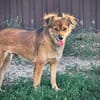 Sandy, klein-süß und immer ein Lachen im Gesichtchen