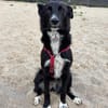 Asha, stubenreine Schmusehündin, ca. 5 Jahre