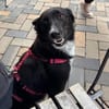 Asha, stubenreine Schmusehündin, ca. 5 Jahre