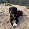 Asha, stubenreine Schmusehündin, ca. 5 Jahre