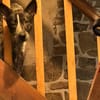 Nala,sanft,anhänglich,schmusig,für die Seele