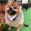 Rosie - kleiner Hund und großes Gewicht