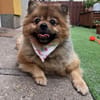 Rosie - kleiner Hund und großes Gewicht