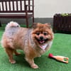 Rosie - kleiner Hund und großes Gewicht