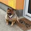 Rosie - kleiner Hund und großes Gewicht