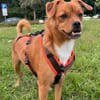 Liebste ♥Luna♥ klein,fein,stubenrein,wartet in 02625 Bautzen