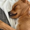 Liebste ♥Luna♥ klein,fein,stubenrein,wartet in 02625 Bautzen