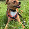 Liebste ♥Luna♥ klein,fein,stubenrein,wartet in 02625 Bautzen