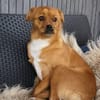 Liebste ♥Luna♥ klein,fein,stubenrein,wartet in 02625 Bautzen