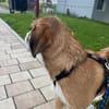 🐾❤ Zack möchte endlich ankommen ❤🐾