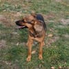 Liebenswerte Bambi sucht Euch