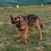 Liebenswerte Bambi sucht Euch