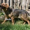 MEDO