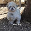 AMALIA