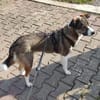 Bella💕junge Hündin mit vielen liebenswerten Seiten