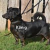 KÖNIG