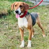 🐾❤ AZZA  GEMÜTLICHER HERZENSHUND SUCHT SEINE MENSCHEN ❤