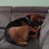🐾❤ AZZA  GEMÜTLICHER HERZENSHUND SUCHT SEINE MENSCHEN ❤