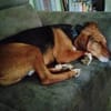 🐾❤ AZZA  GEMÜTLICHER HERZENSHUND SUCHT SEINE MENSCHEN ❤